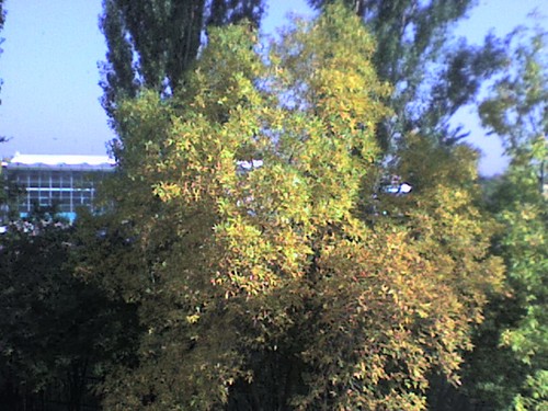 Drzewko