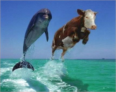 Krowa i delfin