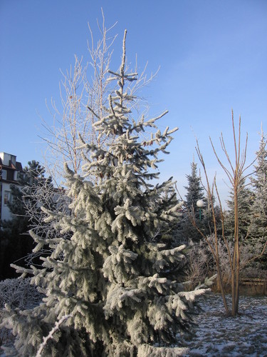 Merry X-mass