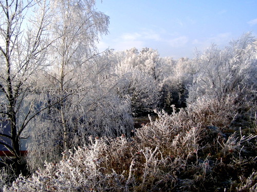 polska oszroniona