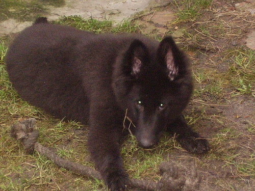 Wpis arvenka