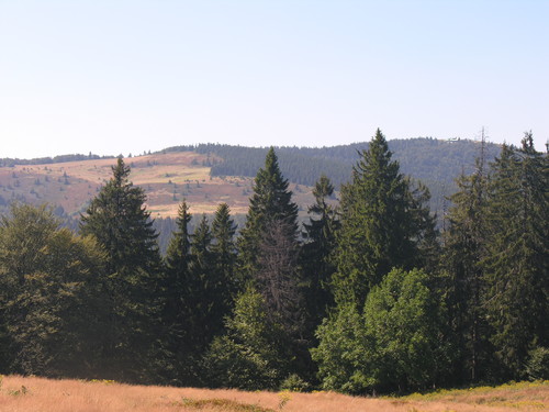WIDOK SMIERCI