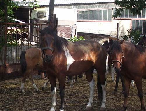 irysio misio