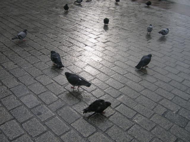 Krakowskie ...