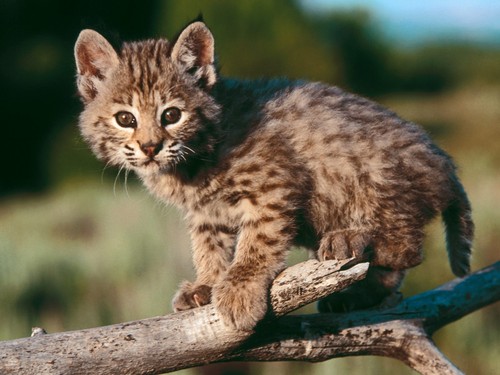 Maa Puma:D