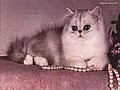 kotek