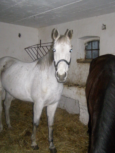 konik