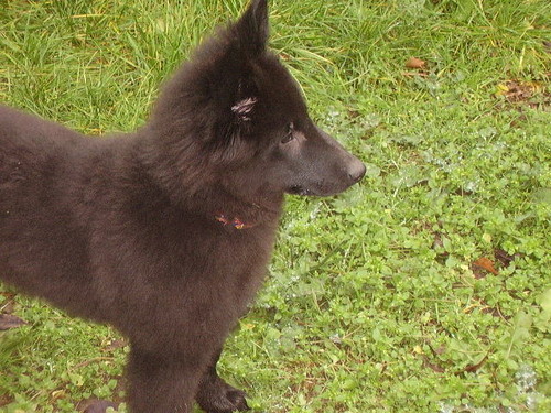 Wpis arvenka