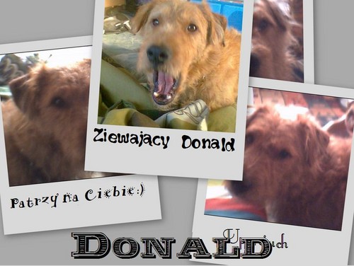 ..::Donald:::..