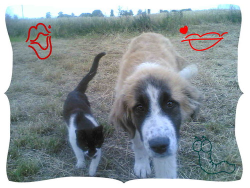borys i zwirek