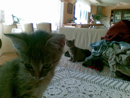 kittens ;***