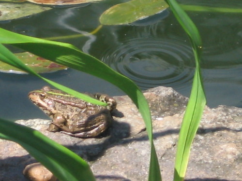 zapomniana ...