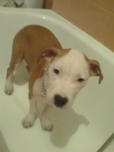Czysty Amstaff