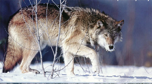 wilk