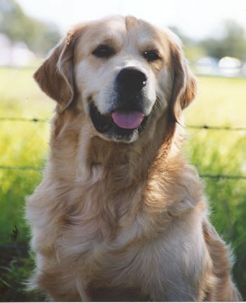 Golden Retriever