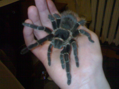 Lasidora Parahybana
