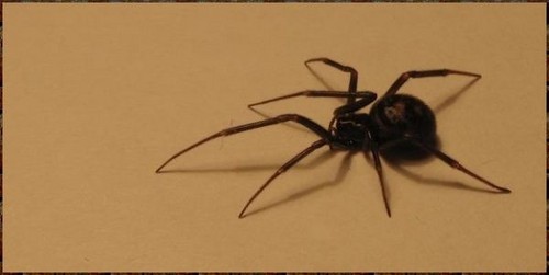  Steatoda grossa