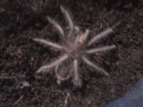 B.Albopilosum