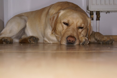 Manfred