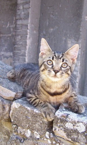 Wpis claudittta