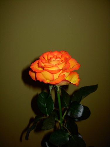 mmmrrrr...;*