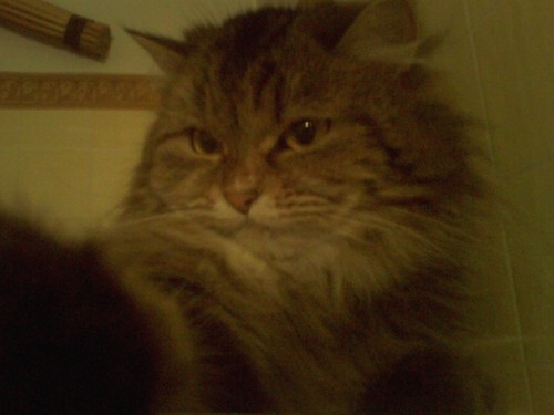 Moja kochana kotka:*:*