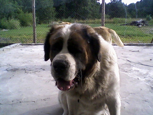 piesio :)