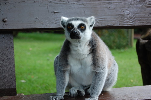 Lemur czy co tam takiego