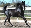 konik