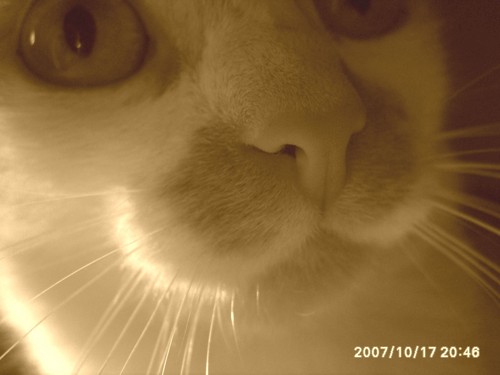 Kicia;*