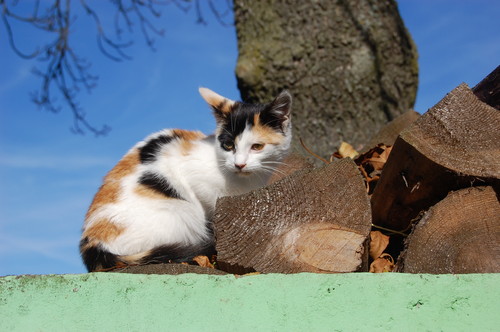 Kociu =)