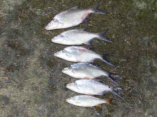 Rybki