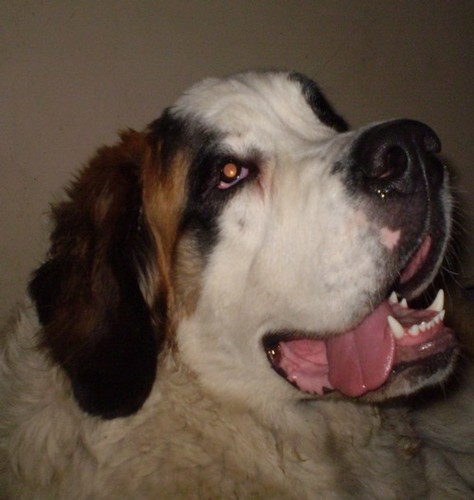 Wpis bernadrynki