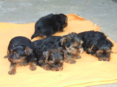 Yorki