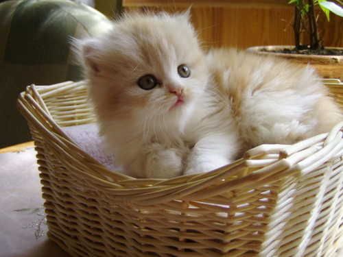 Kicia :)