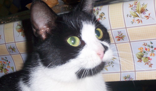 KOTEK