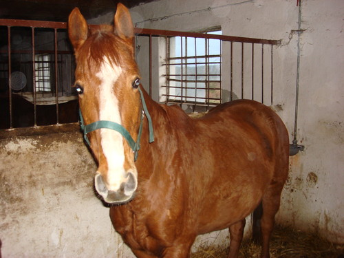 Irys ;D