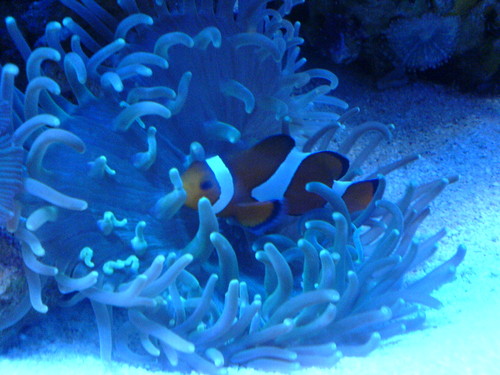 Nemo...
