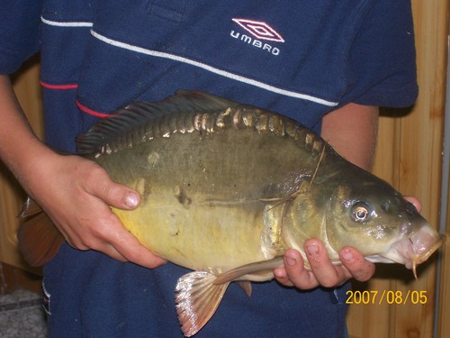 Karp