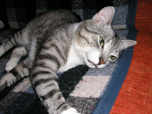 Miauuu