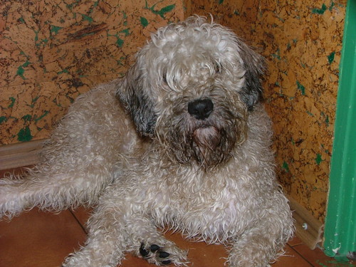 Moj piesek