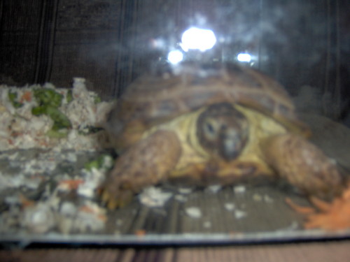 MJ KOCHANY ӣW=>