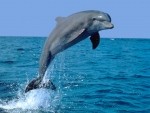 Delfinek