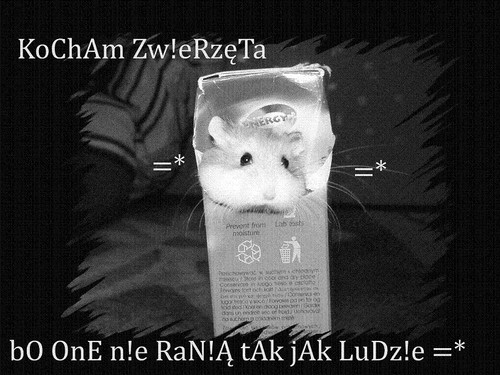 tYlKo Zw!eRztA n!e RaNi =*