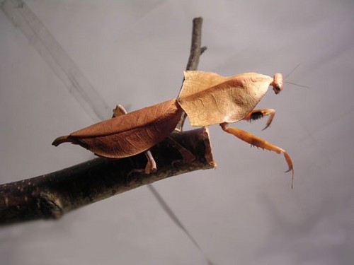 Trunek :)