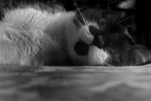 Bilbo