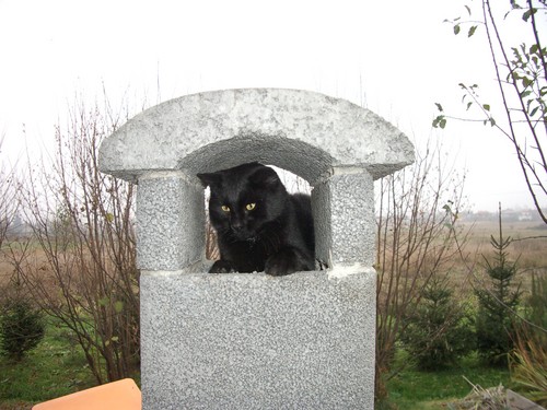 MIAU