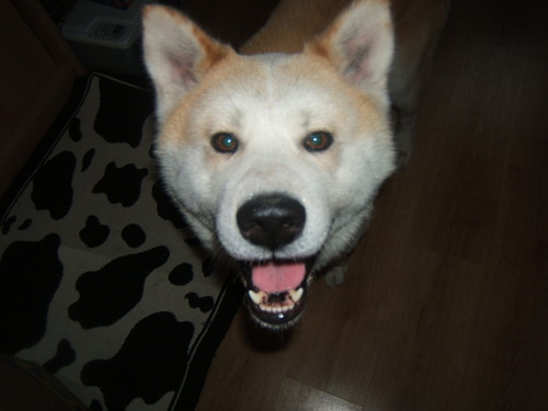 Prawdziwy Akita Inu :O