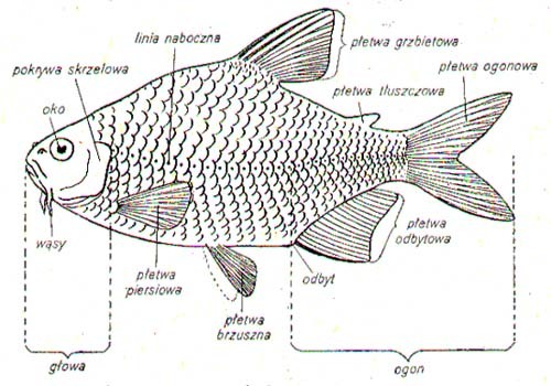 Rybcia