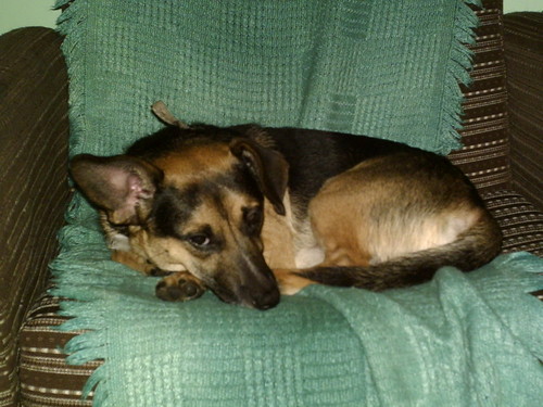 OTO MJ PIESEK